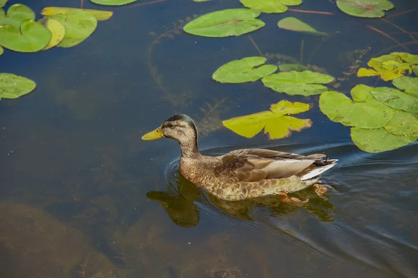 Wild Ducks Swim Water — Stock Photo, Image