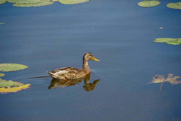 Wild Ducks Swim Water — Stock Photo, Image