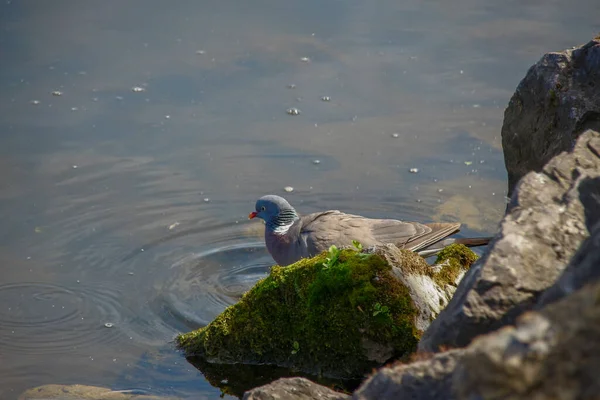 Eine Wilde Taube Badet Einem Teich Einem Felsen — Stockfoto
