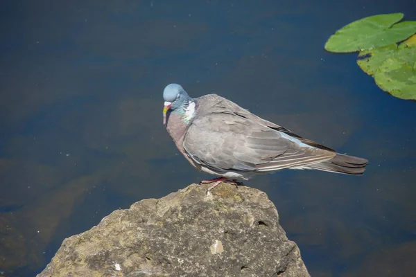 Wild Pigeon Bathes Pond Rock — Stock Photo, Image