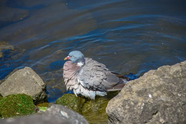 Bir Kayanın Yakınındaki Gölette Vahşi Bir Güvercin Banyo Yapar — Stok fotoğraf