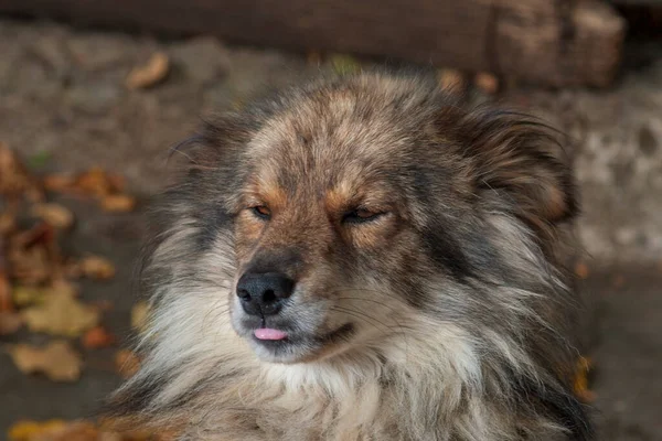 Hunden Sitter Kedja Nära Stugan Gården — Stockfoto