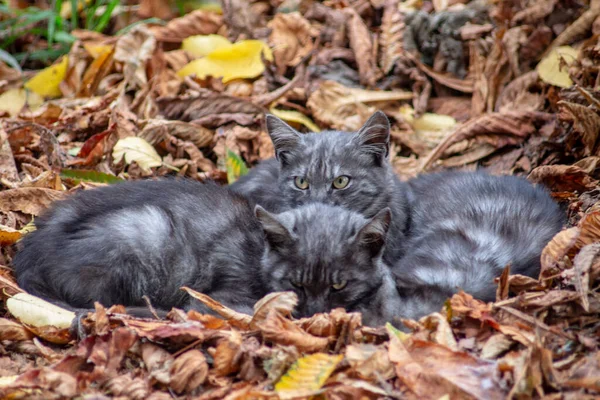 Gray Black Cat Sitting Yellow Leaf — Stock Photo, Image