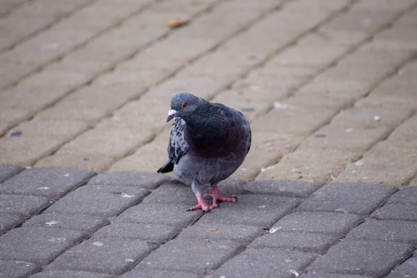 Pombo Selvagem Nas Pedras Paralelepípedos Cidade — Fotografia de Stock