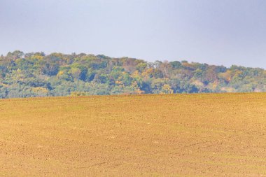 Tarlada sonbahar manzarası. Orman, ağaçlar, yapraklar, gökyüzü.