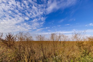 Tarlada sonbahar manzarası. Orman, ağaçlar, yapraklar, gökyüzü.