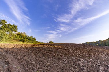 Tarlada sonbahar manzarası. Orman, ağaçlar, yapraklar, gökyüzü.