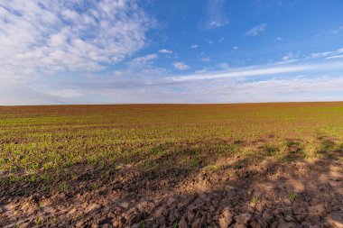 Tarlada sonbahar manzarası. Orman, ağaçlar, yapraklar, gökyüzü.