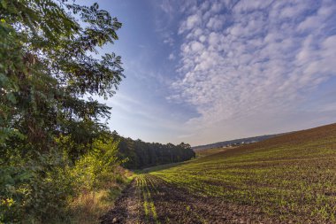 Tarlada sonbahar manzarası. Orman, ağaçlar, yapraklar, gökyüzü.