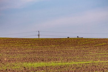 Tarlada sonbahar manzarası. Bahçedeki elektrik hatlarının direği..