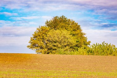 Tarlada sonbahar manzarası. Orman, ağaçlar, yapraklar, gökyüzü.