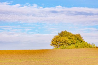 Tarlada sonbahar manzarası. Orman, ağaçlar, yapraklar, gökyüzü.