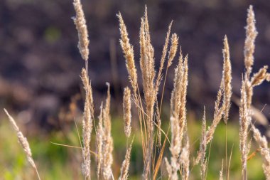 Sarı çiçek ve tarlada sarı çimen