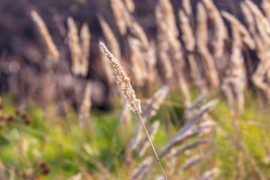 Sarı çiçek ve tarlada sarı çimen