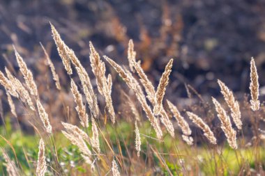 Sarı çiçek ve tarlada sarı çimen