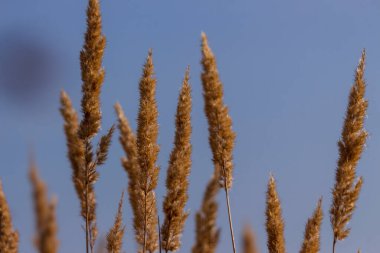 Sarı çiçek ve tarlada sarı çimen