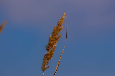 Sarı çiçek ve tarlada sarı çimen