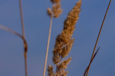 Sarı çiçek ve tarlada sarı çimen