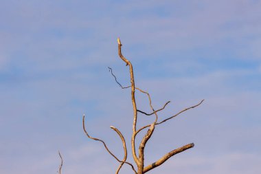 Eylül 'de ağaçların ve çalıların kurumuş dalları