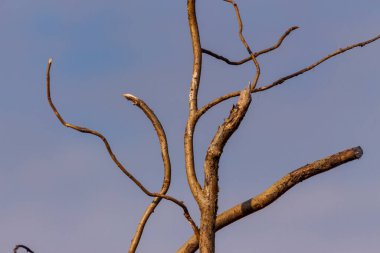 Eylül 'de ağaçların ve çalıların kurumuş dalları