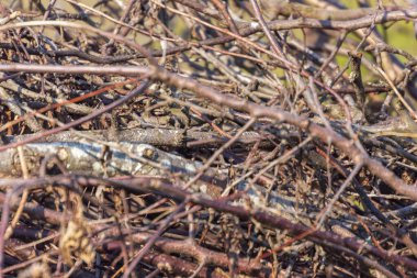 Eylül 'de ağaçların ve çalıların kurumuş dalları