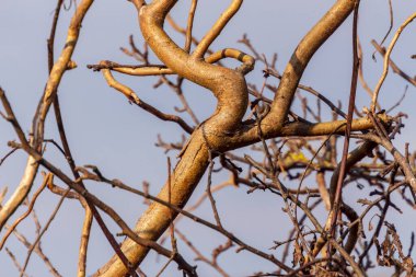 Eylül 'de ağaçların ve çalıların kurumuş dalları