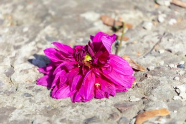 Bahçedeki sonbahar çiçeklerinin mor rengi