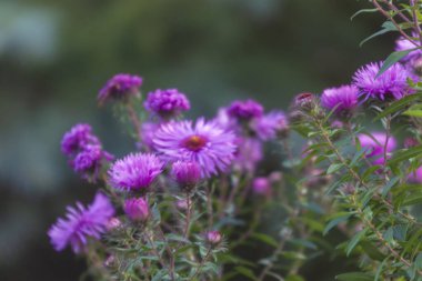 Bahçedeki sonbahar çiçeklerinin mor rengi