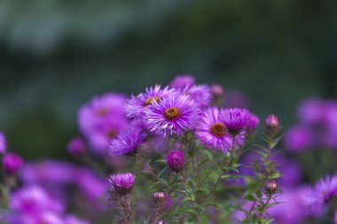 Bahçedeki sonbahar çiçeklerinin mor rengi