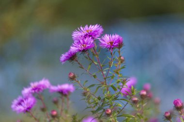 Bahçedeki sonbahar çiçeklerinin mor rengi