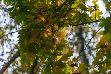 Parktaki güzel sonbahar sarı yaprakları