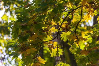 Parktaki güzel sonbahar sarı yaprakları