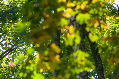 Parktaki güzel sonbahar sarı yaprakları