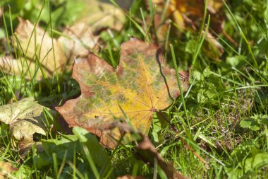 Parktaki güzel sonbahar sarı yaprakları