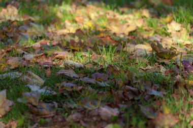 Parktaki güzel sonbahar sarı yaprakları