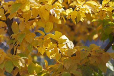 Sonbahar sarısı fındık ya da bahçedeki bir ağaçta fındık yaprağı