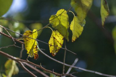 Parktaki güzel sonbahar sarı yaprakları