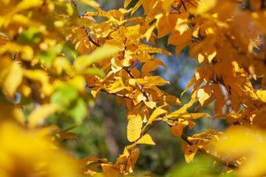Sonbahar sarısı fındık ya da bahçedeki bir ağaçta fındık yaprağı