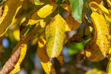 Bahçedeki cevizin sarı yeşil yaprakları.