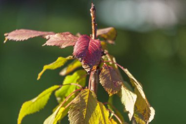 Parktaki güzel sonbahar sarı yaprakları