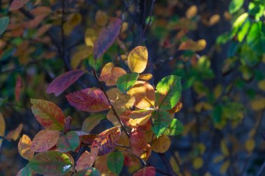 Parktaki güzel sonbahar sarı yaprakları