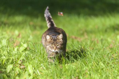 Tekir bir kedi bahçedeki çimlerin üzerinde güneşleniyor.