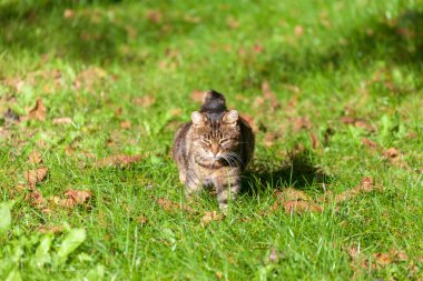Tekir bir kedi bahçedeki çimlerin üzerinde güneşleniyor.