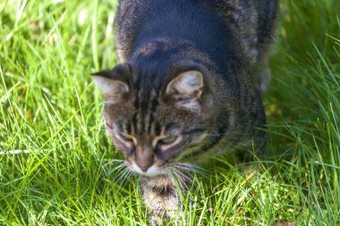 Tekir bir kedi bahçedeki çimlerin üzerinde güneşleniyor.
