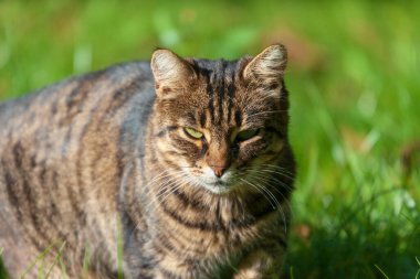 Tekir bir kedi bahçedeki çimlerin üzerinde güneşleniyor.