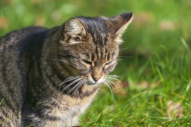 Tekir bir kedi bahçedeki çimlerin üzerinde güneşleniyor.