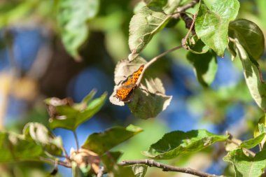 Güzel sarı kelebek, eylülde bahçede yeşil bir elma yaprağının üzerinde oturur.