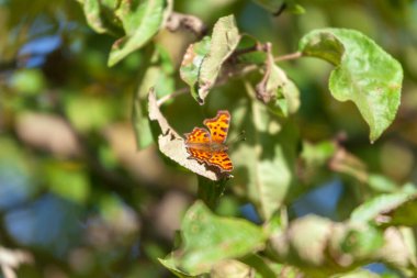 Güzel sarı kelebek, eylülde bahçede yeşil bir elma yaprağının üzerinde oturur.