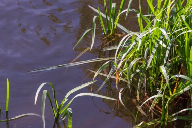 Eylül 'de parkta nehirde yeşil sazlıklar