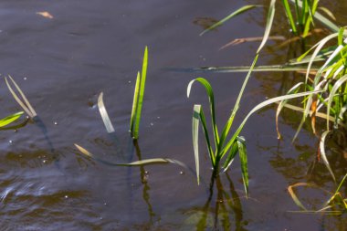 Eylül 'de parkta nehirde yeşil sazlıklar